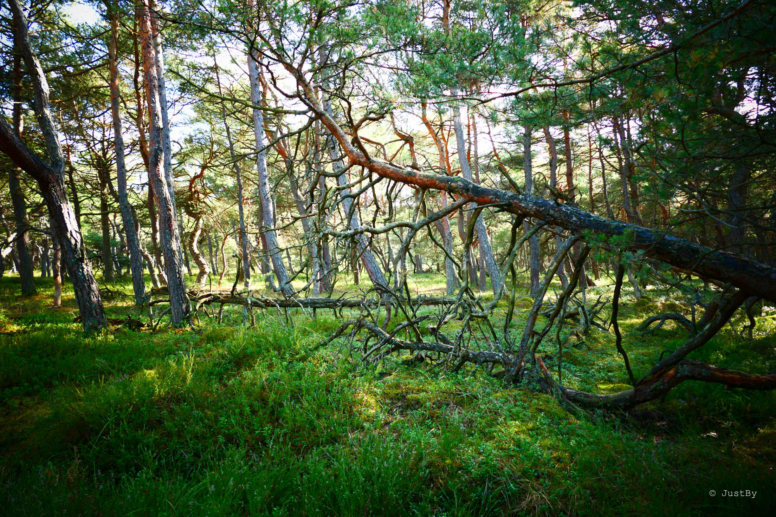 słowiński park
