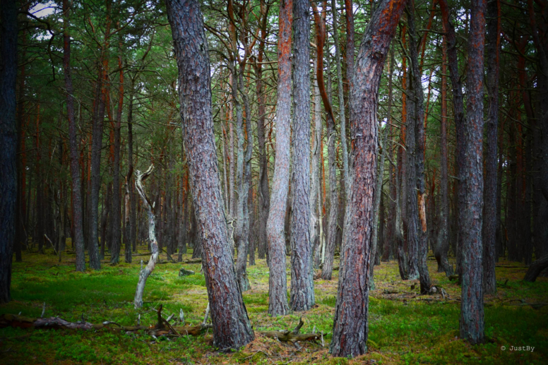 słowiński park