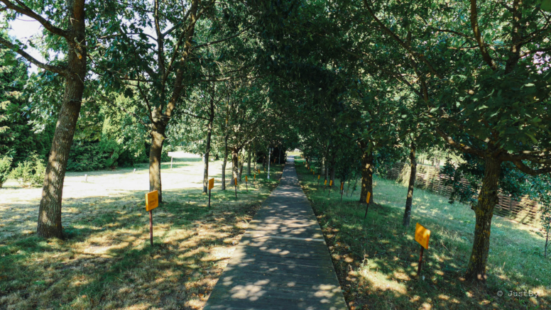 aleja dębowa kiermusy